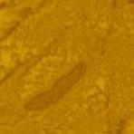 Kota Batiks #41000 24 Goldenrod