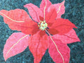 Poinsettia